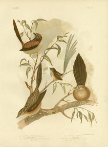 Striated Wren by Gracius Broinowski